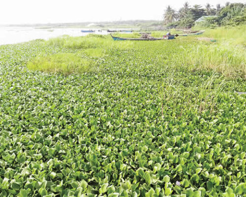 Seaweed-on-the-lagoon