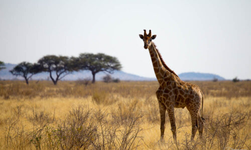 giraffenamibia